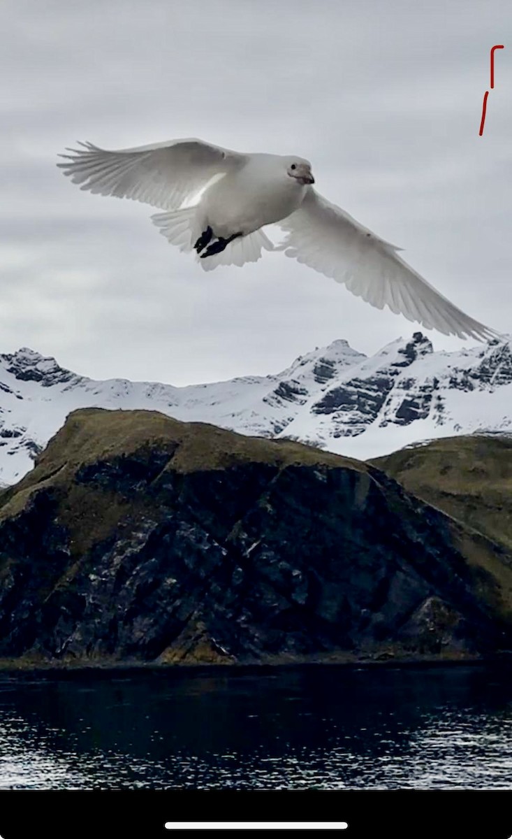 Snowy Sheathbill - ML646043860