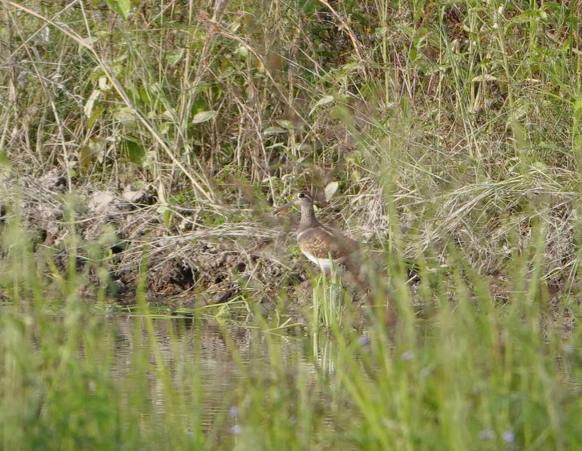 Boyalıçulluk - ML646043873