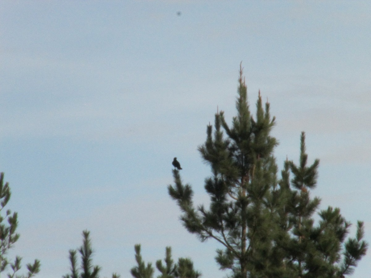 Carrion Crow - ML646043877