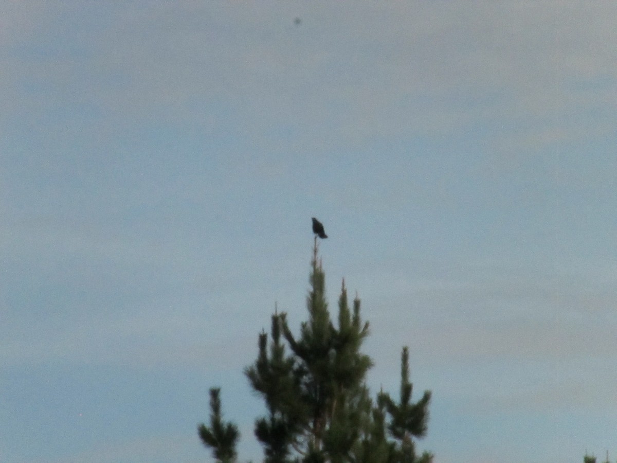 Carrion Crow - ML646043878