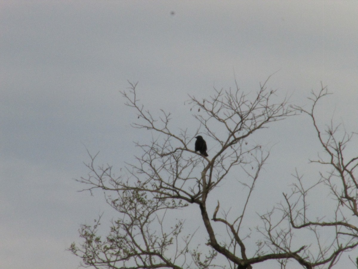 Carrion Crow - ML646043879