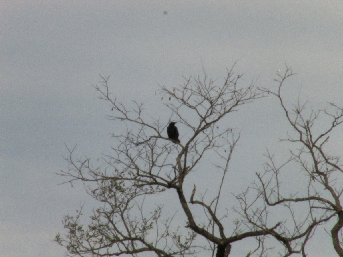 Carrion Crow - ML646043880