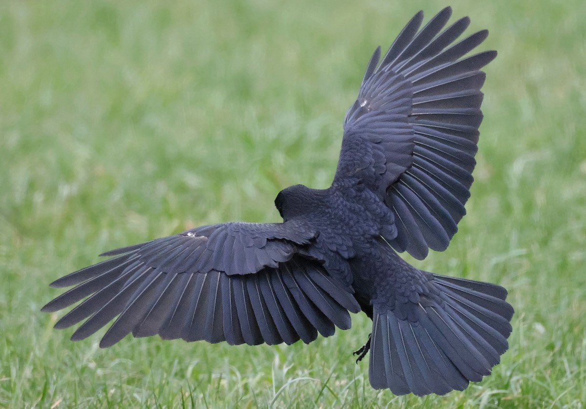 Carrion Crow - ML646043881