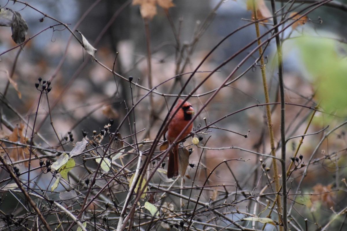 Northern Cardinal - ML646043882