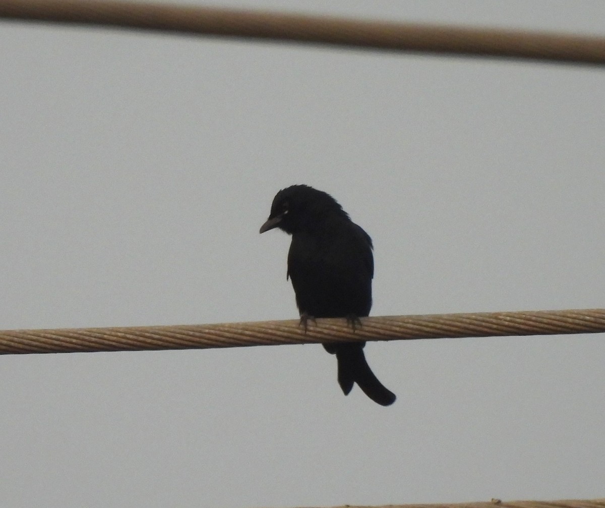 Black Drongo - ML646043883