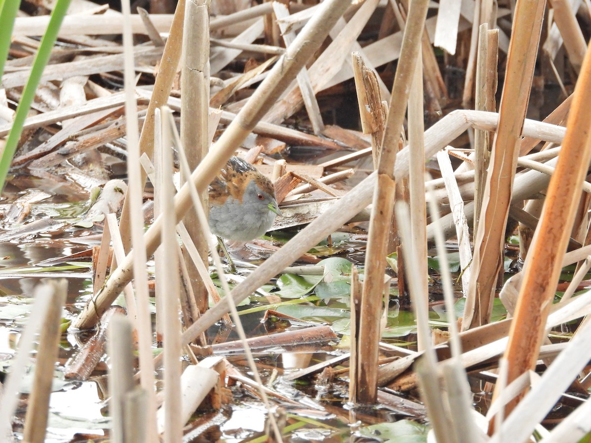 Baillon's Crake - ML646043884