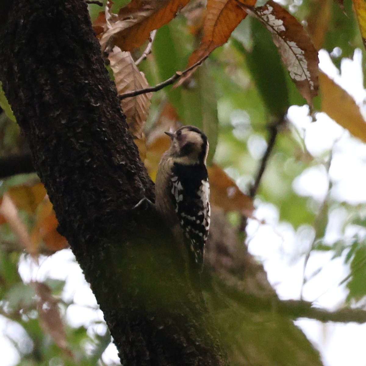 Gray-capped Pygmy Woodpecker - ML646043885