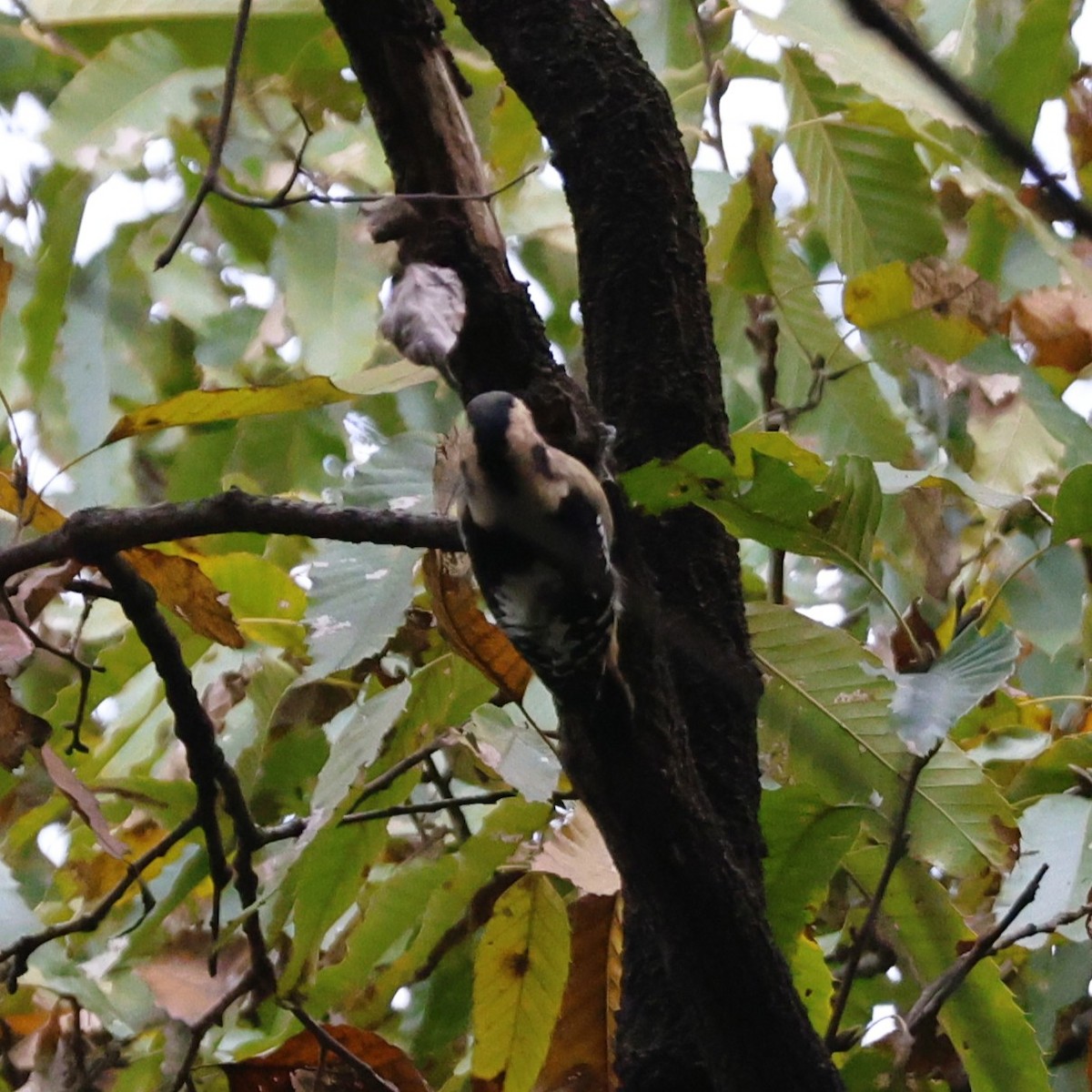 Gray-capped Pygmy Woodpecker - ML646043886