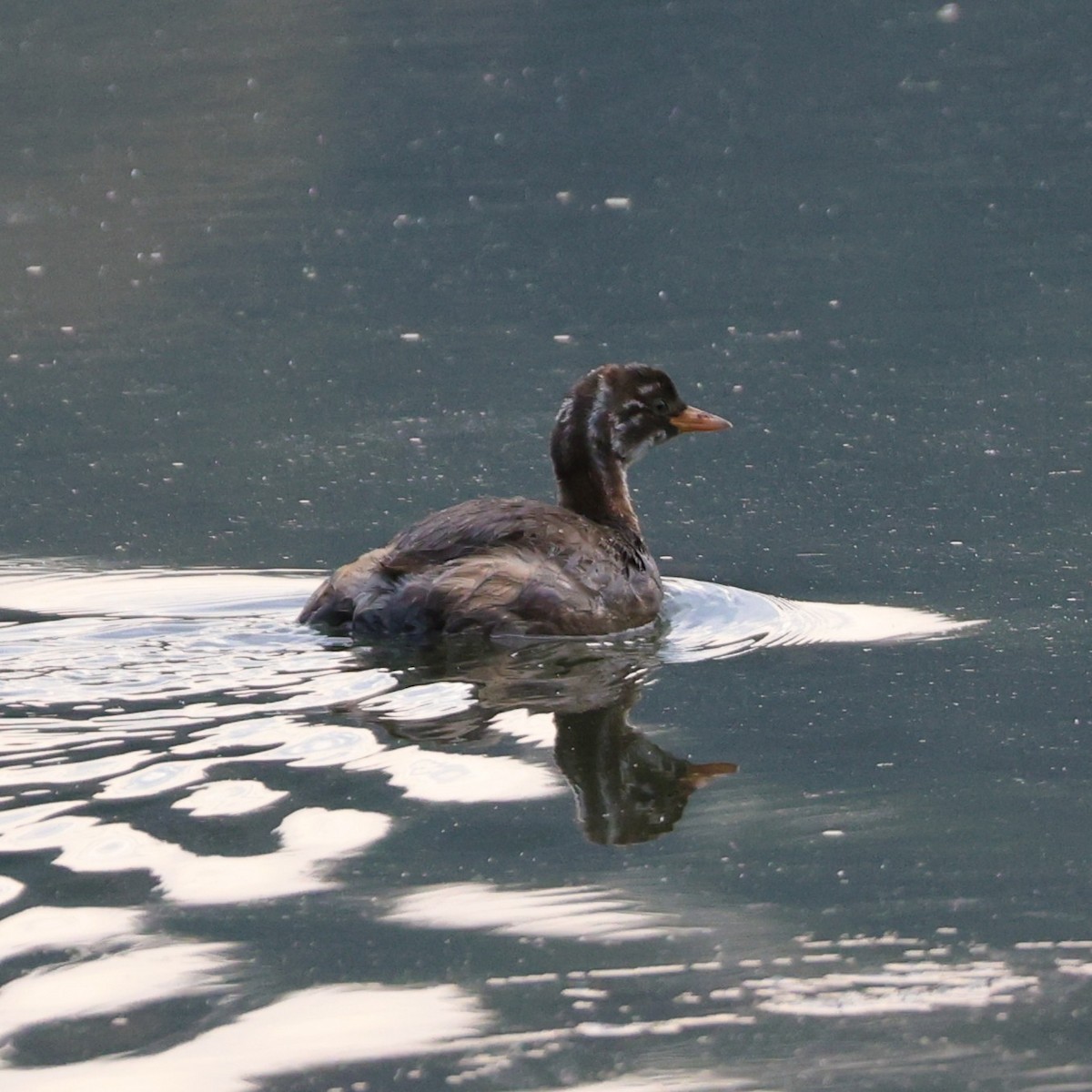 Little Grebe - ML646043887