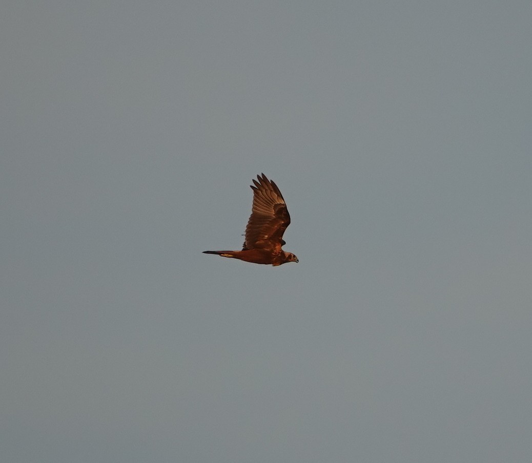 Eastern Marsh Harrier - ML646043889