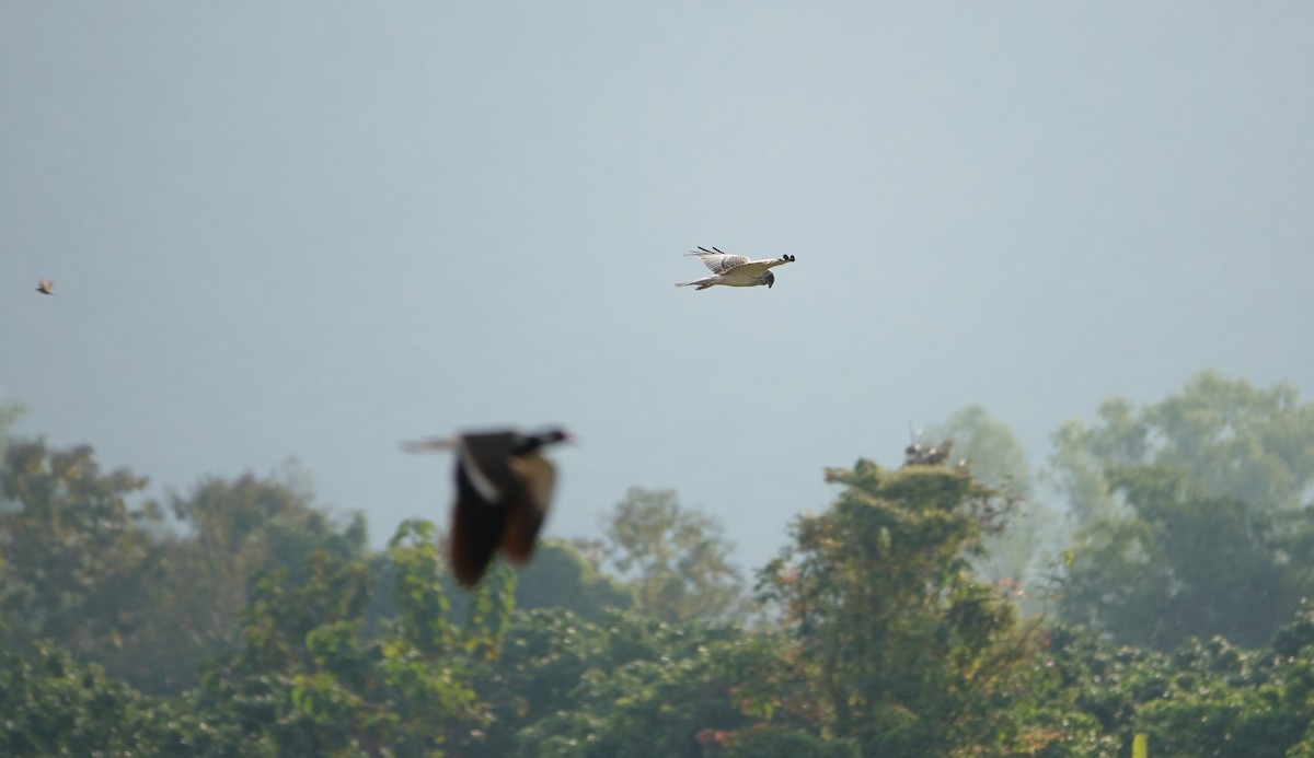 Eastern Marsh Harrier - ML646043890