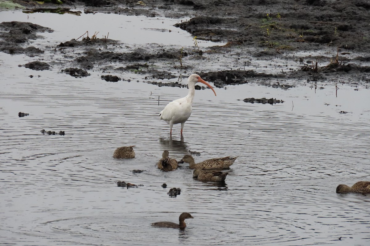 White Ibis - ML646043891