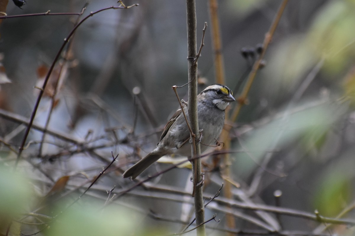 White-throated Sparrow - ML646043892
