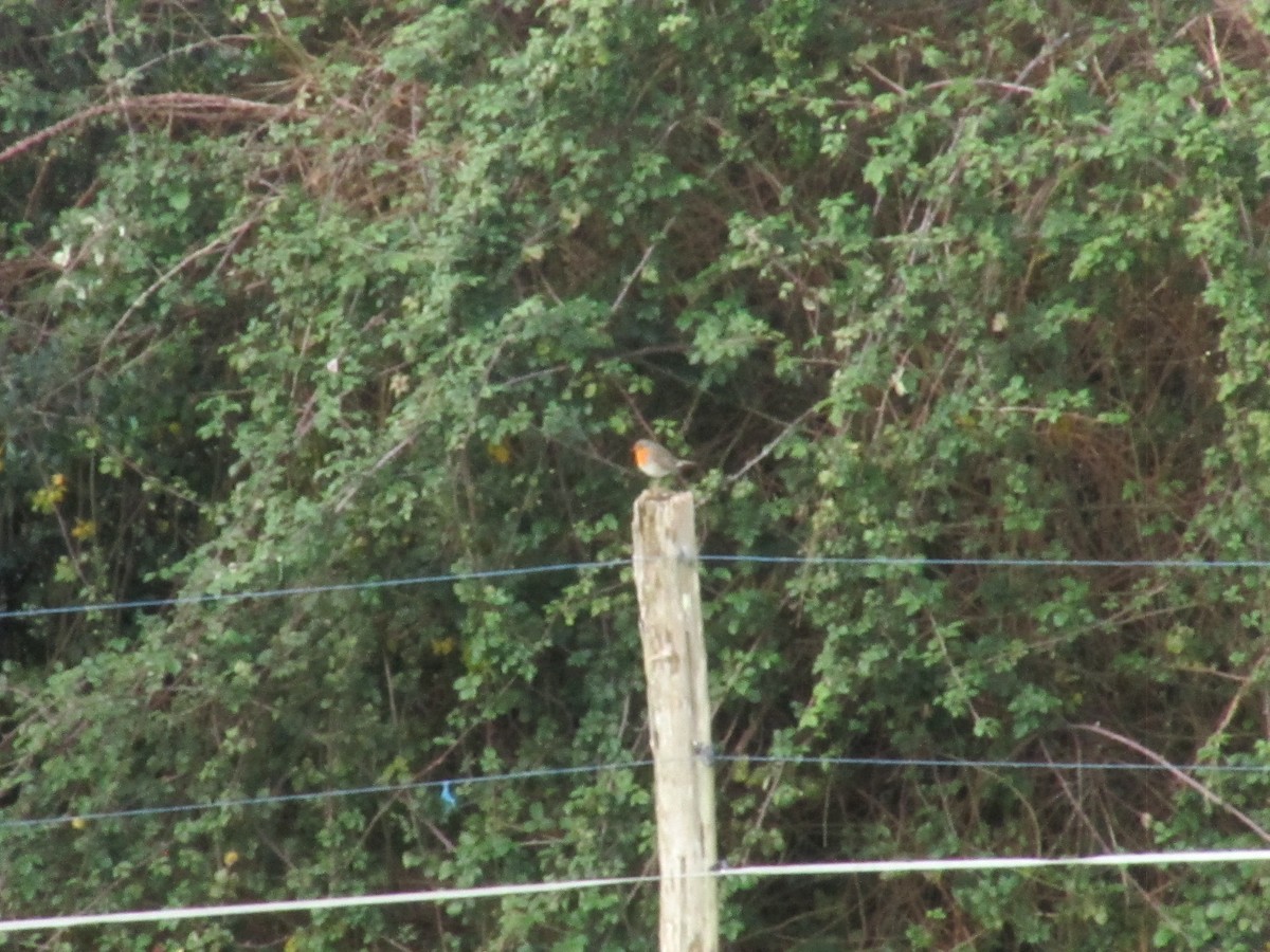 European Robin - ML646043893