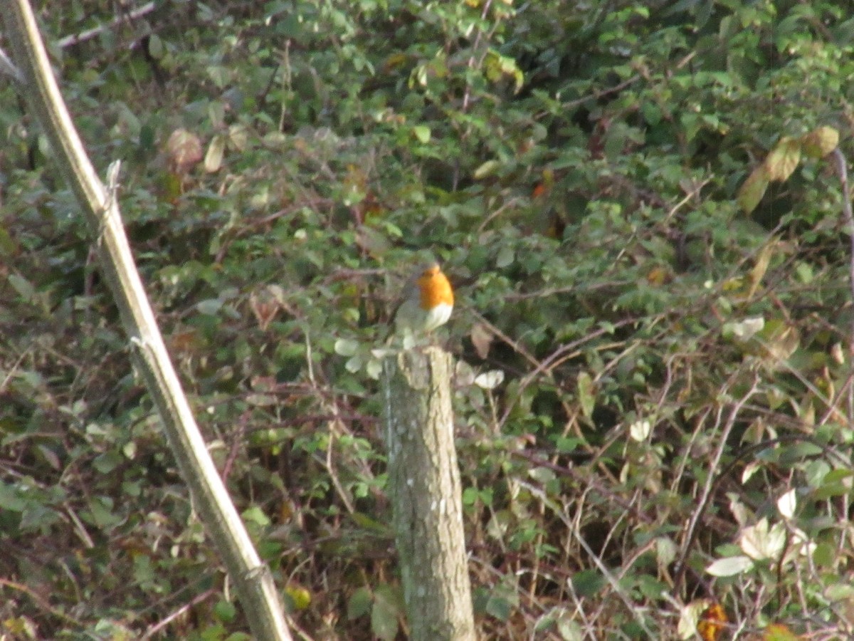 European Robin - ML646043894