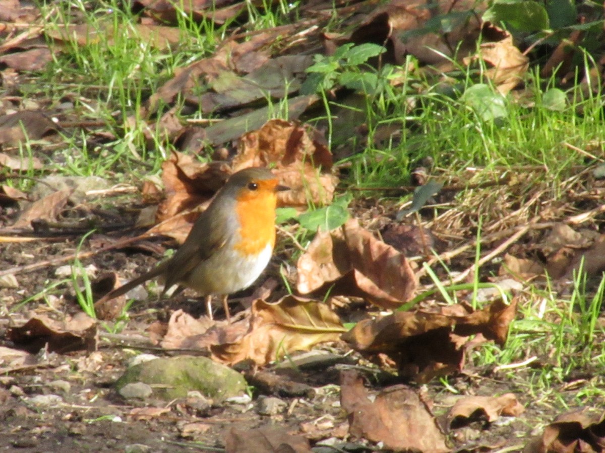 European Robin - ML646043895