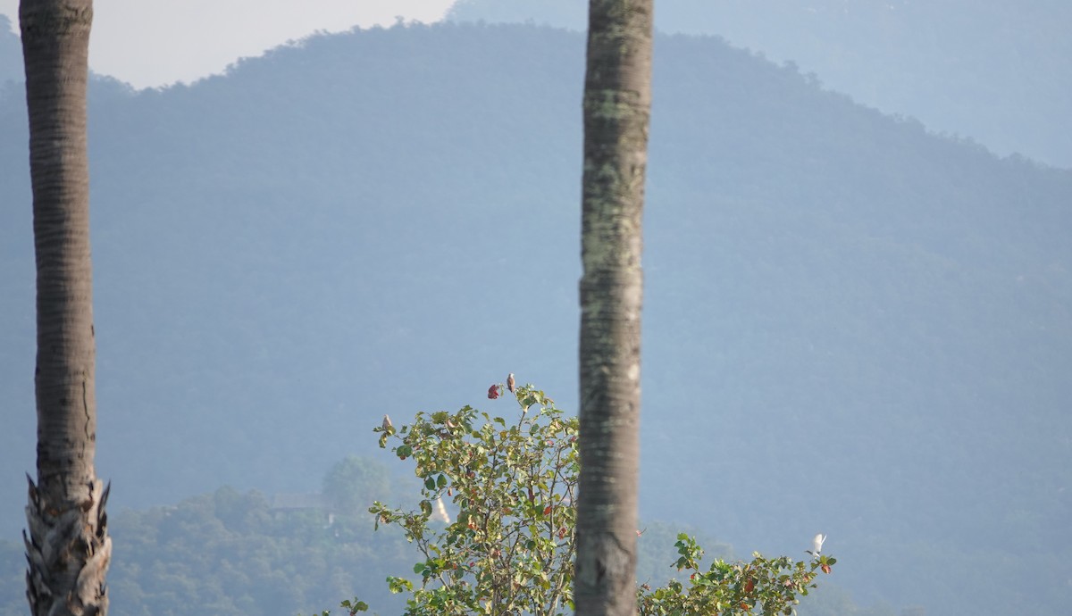 Rufous-winged Buzzard - ML646043896