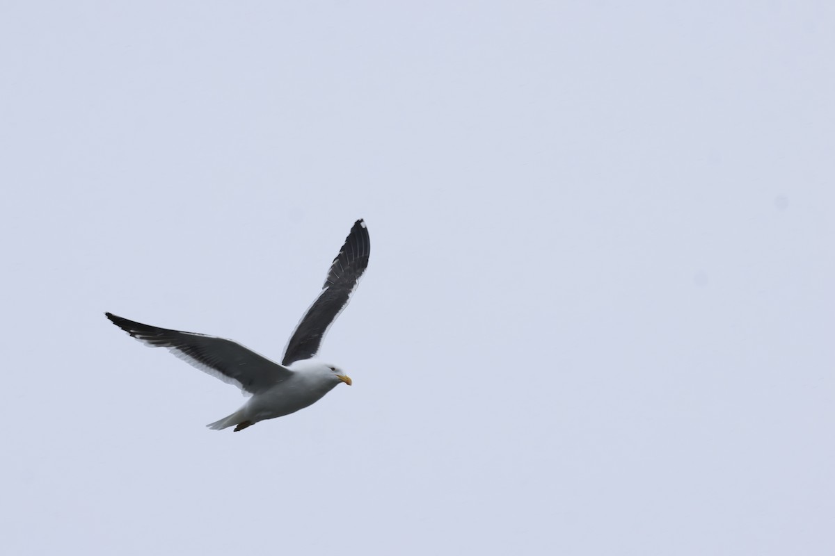 Kelp Gull - ML646043897