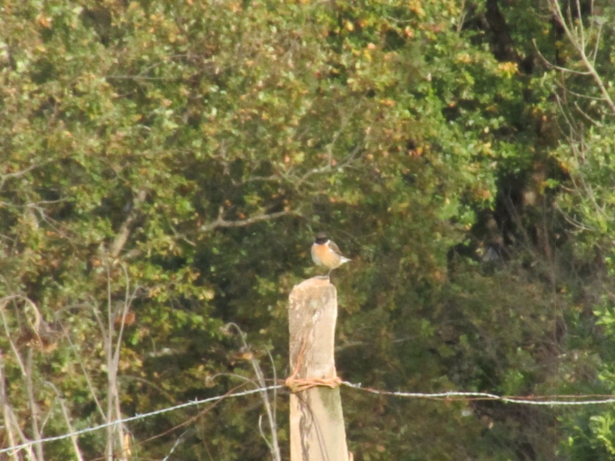 European Stonechat - ML646043898