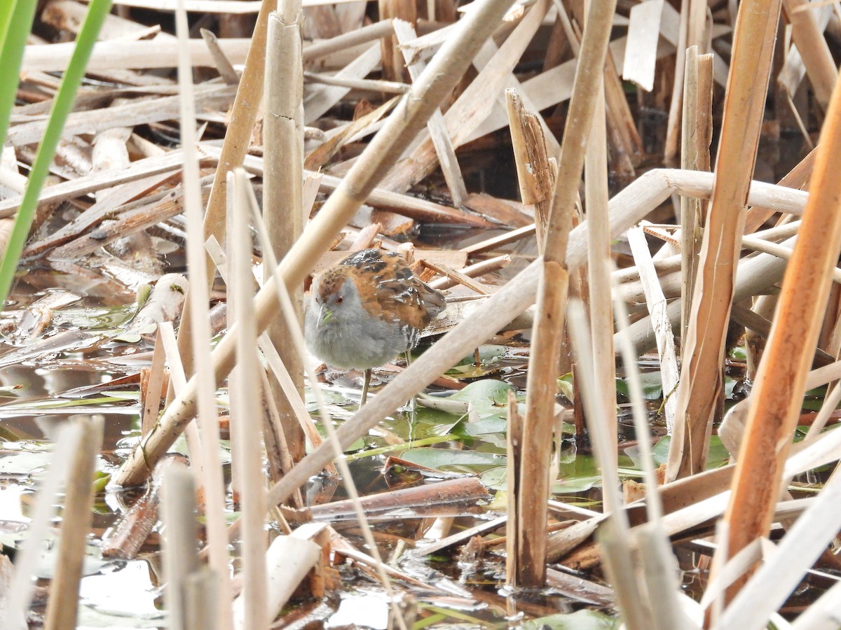 Baillon's Crake - ML646043899