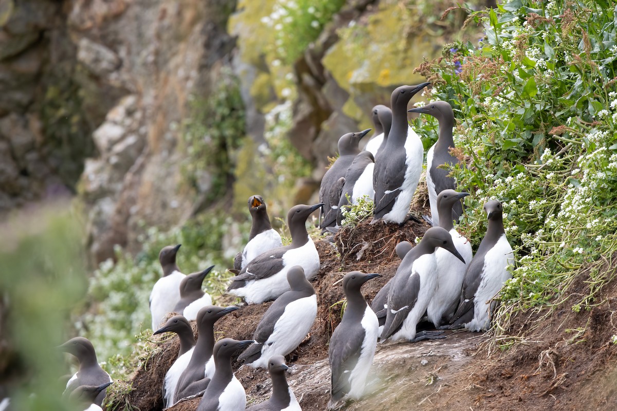 Common Murre - ML646043900