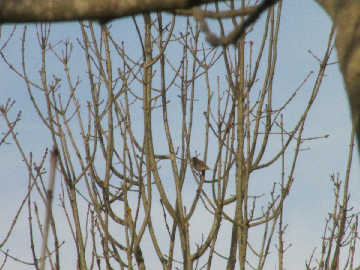 Meadow Pipit - ML646043901