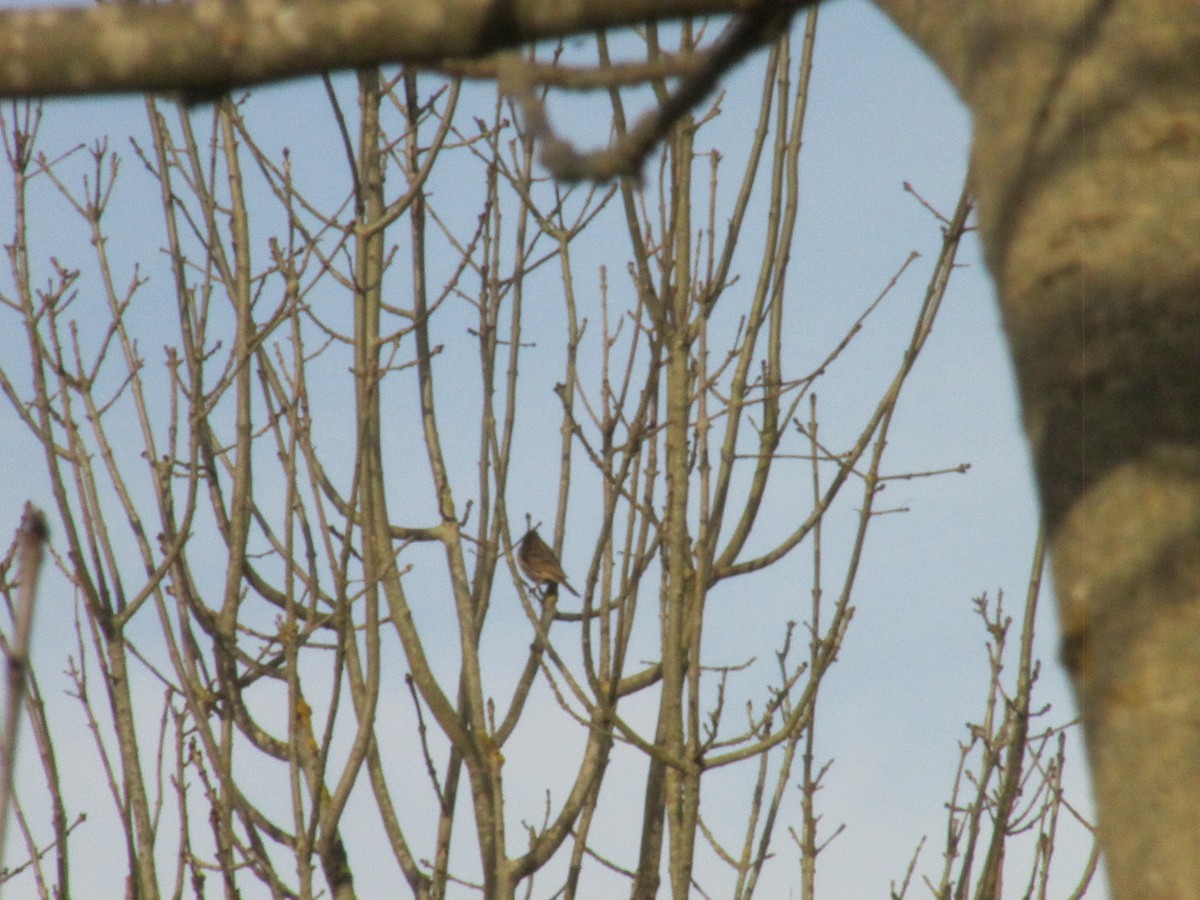 Meadow Pipit - ML646043902