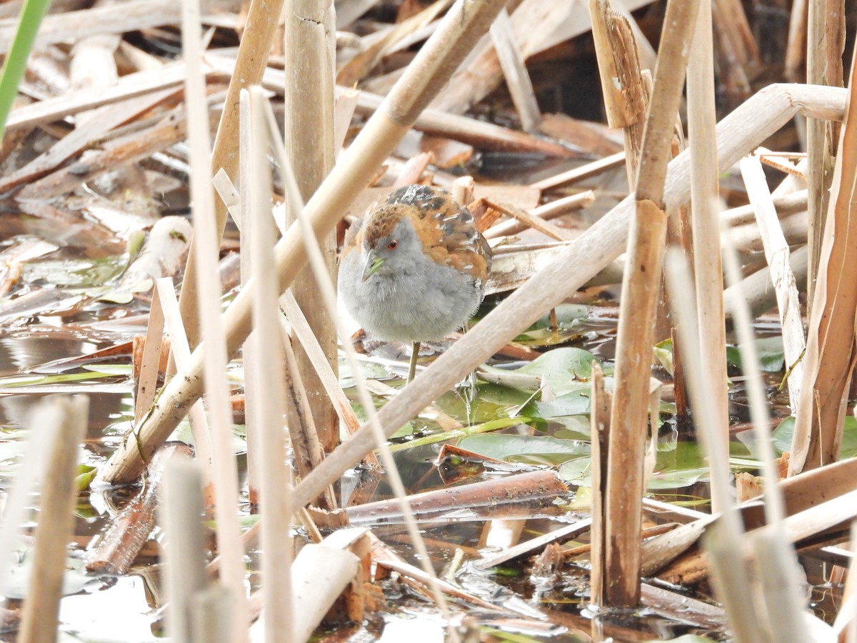 Baillon's Crake - ML646043905