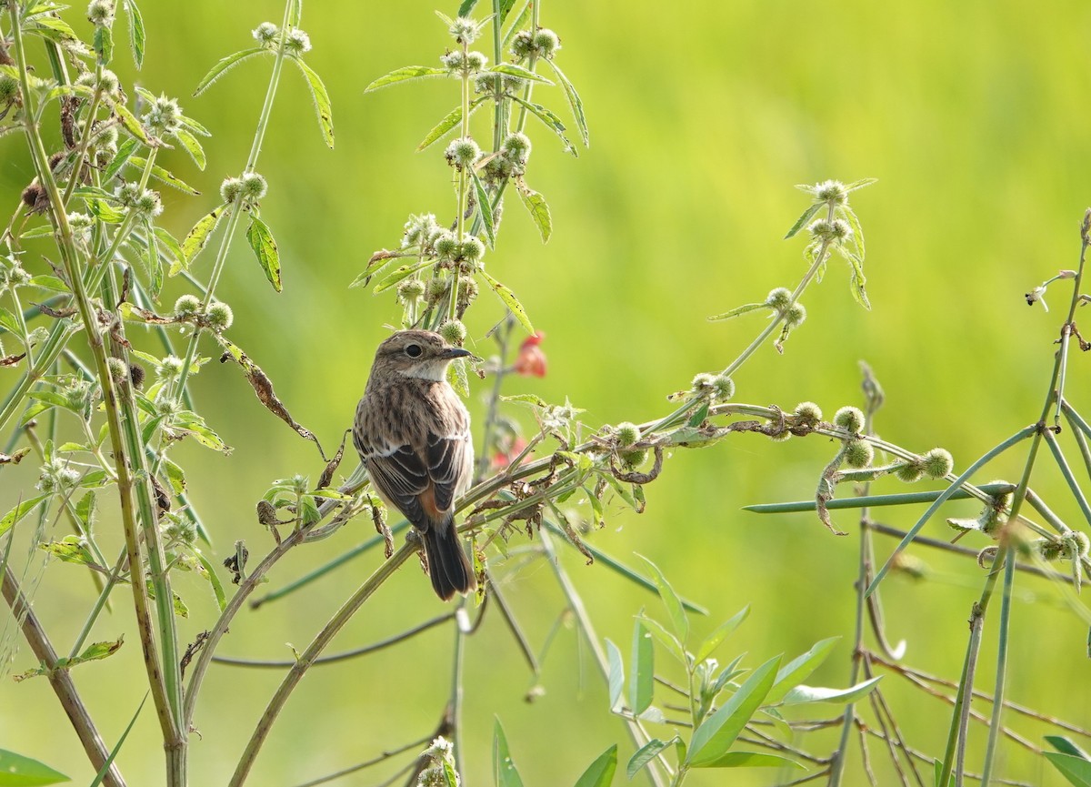 Amur Stonechat - ML646043907