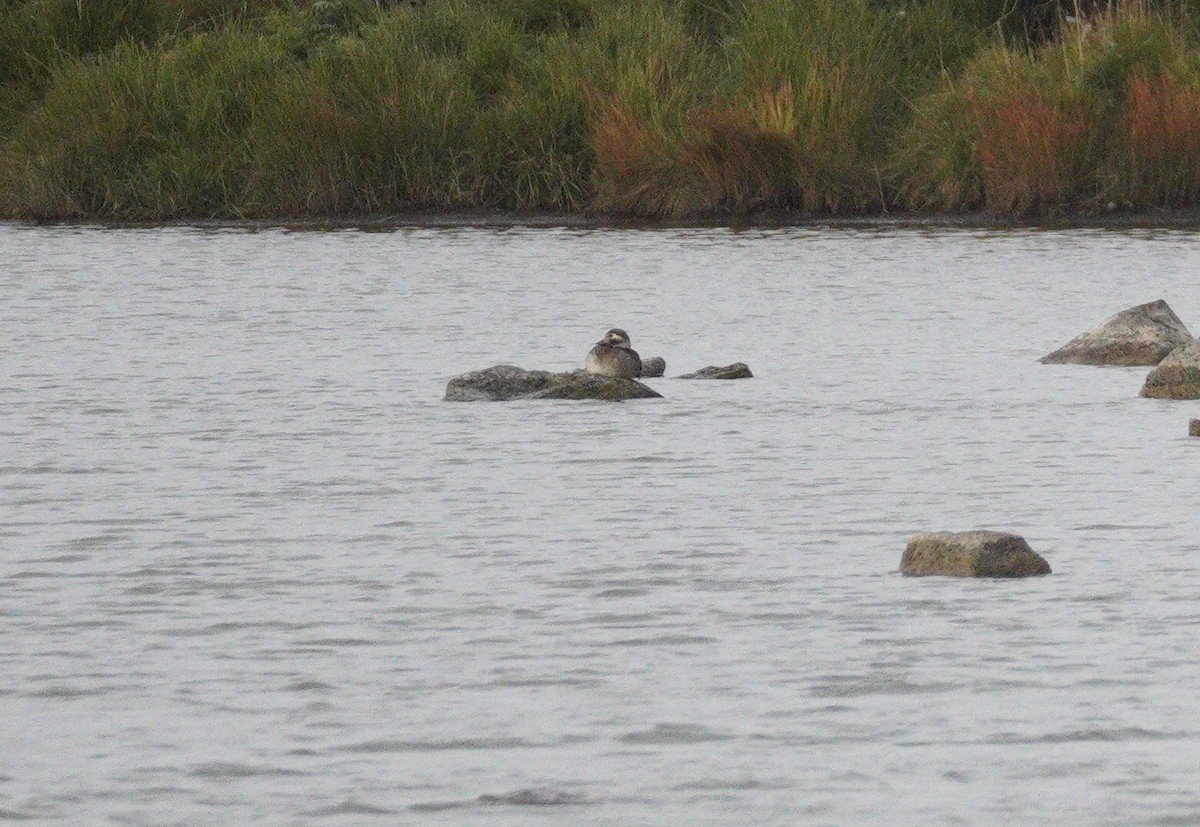 Long-tailed Duck - ML646043909