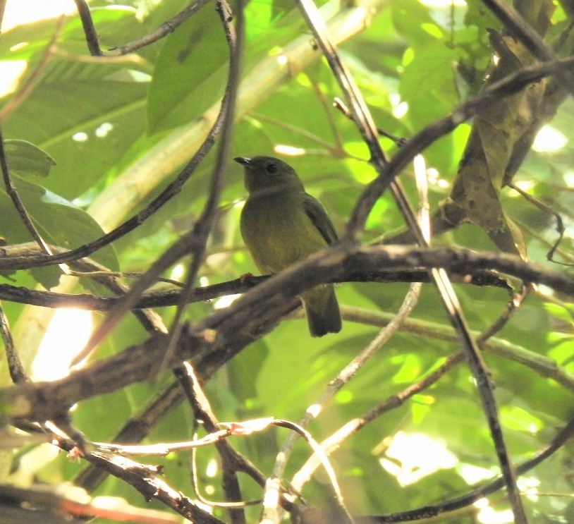 Golden-collared Manakin - ML646043910