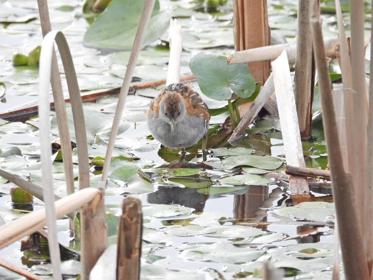 Baillon's Crake - ML646043911