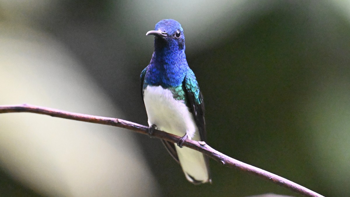 White-necked Jacobin - ML646043912