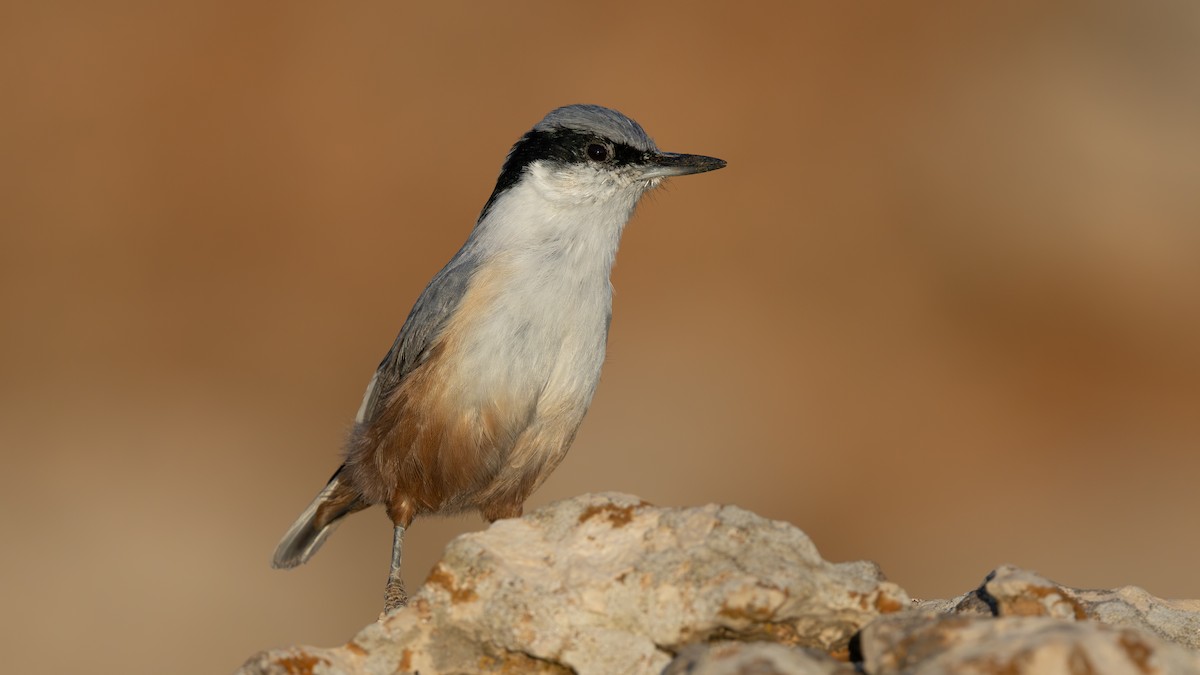 Eastern Rock Nuthatch - ML646043913