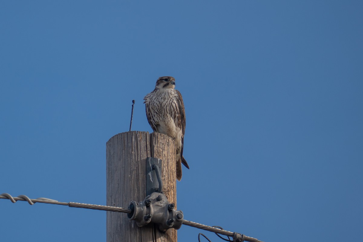 Prairie Falcon - ML646043915