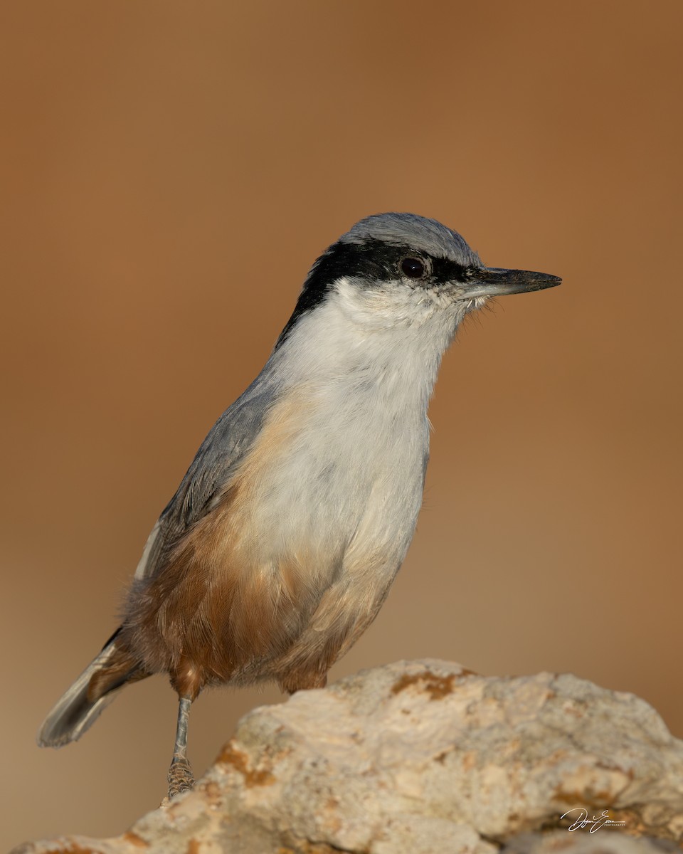 Eastern Rock Nuthatch - ML646043917
