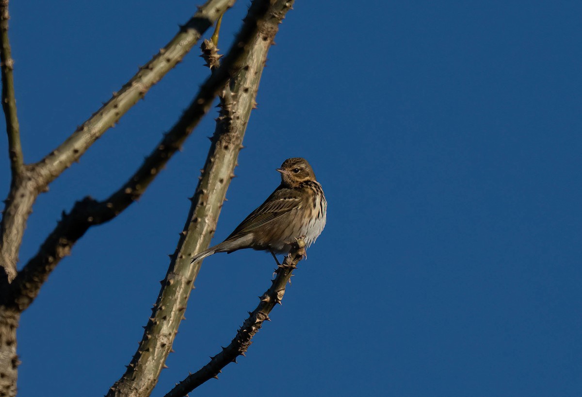 Olive-backed Pipit - ML646043922