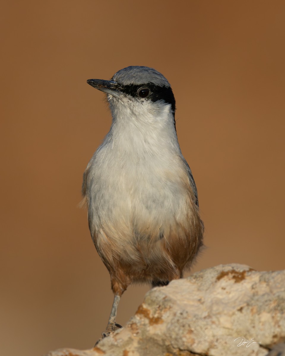 Eastern Rock Nuthatch - ML646043927