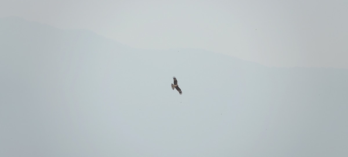 Kara Çaylak (lineatus/formosanus) - ML646043929