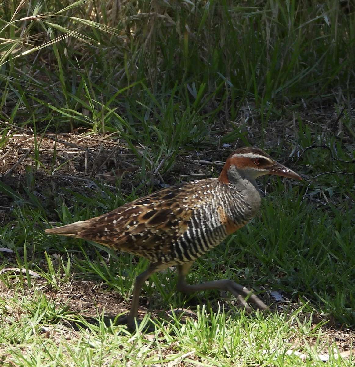 Rascón Filipino - ML646043938