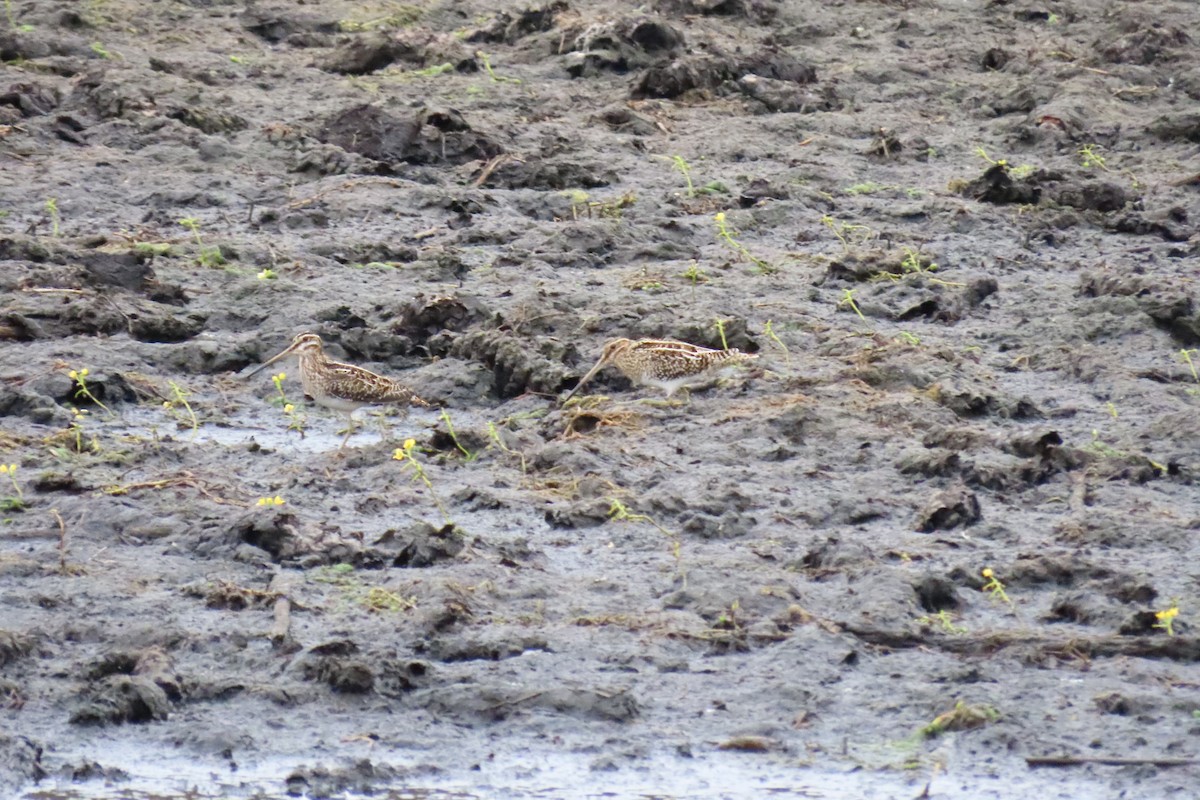 Wilson's Snipe - ML646043944