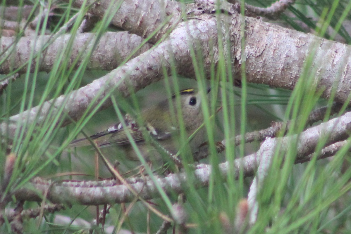 Goldcrest - ML646043955