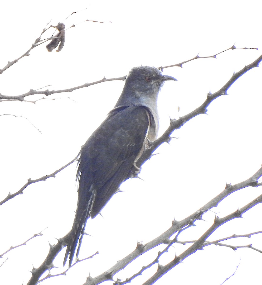 Plaintive Cuckoo - ML646043960