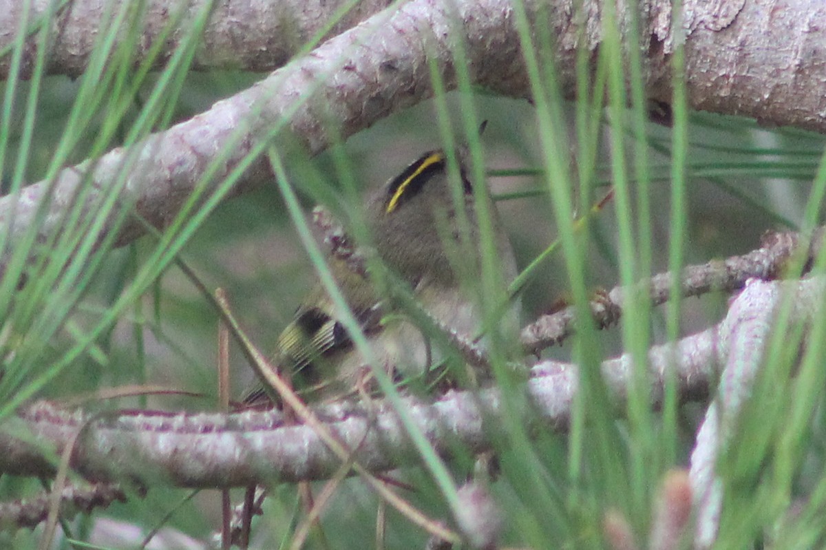 Goldcrest - ML646043967