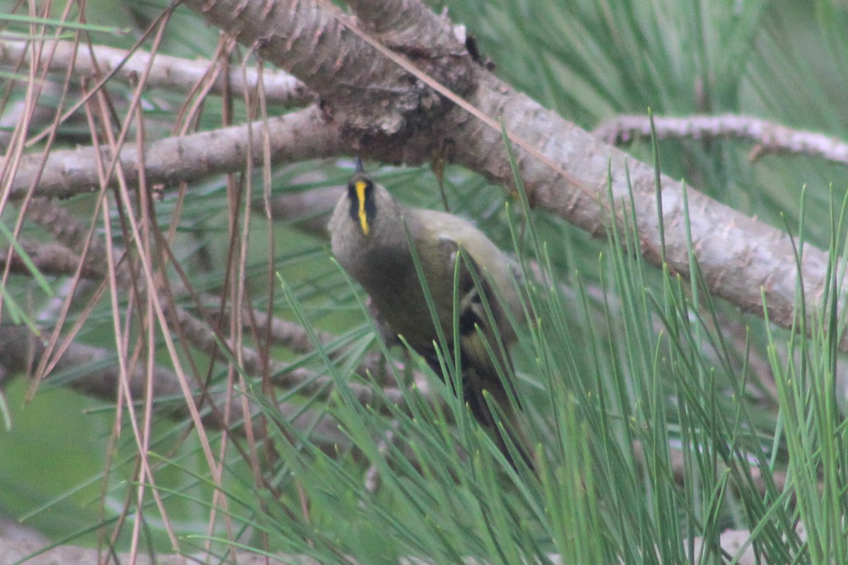 Goldcrest - ML646043969