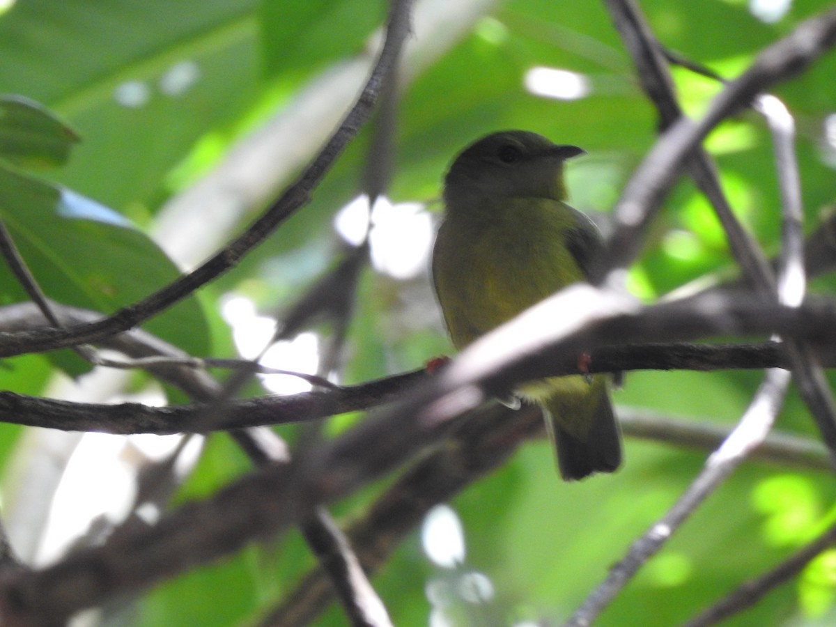 Golden-collared Manakin - ML646043971
