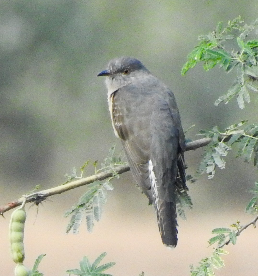 Coucou à tête grise - ML646043976