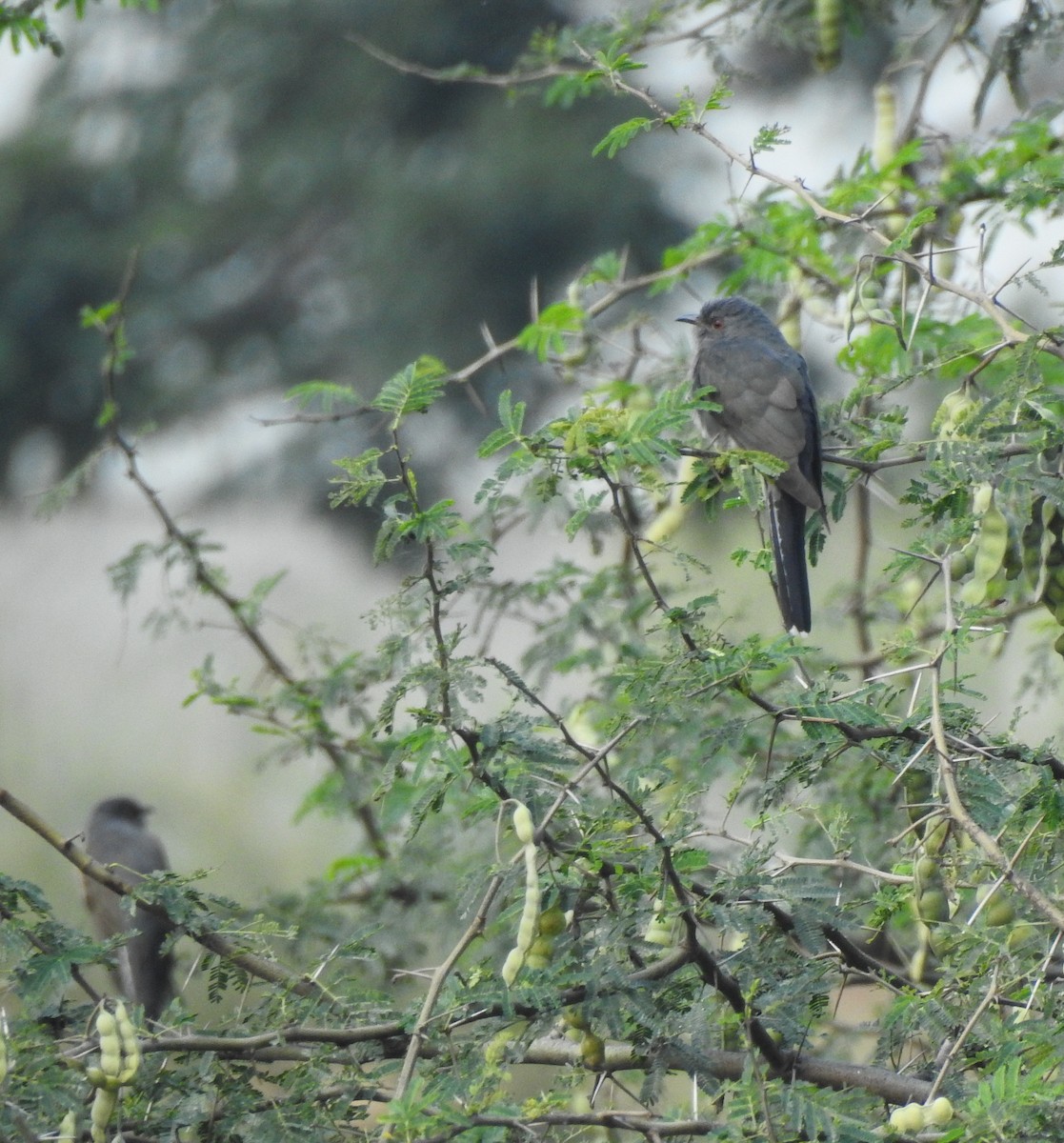 Coucou à tête grise - ML646043977