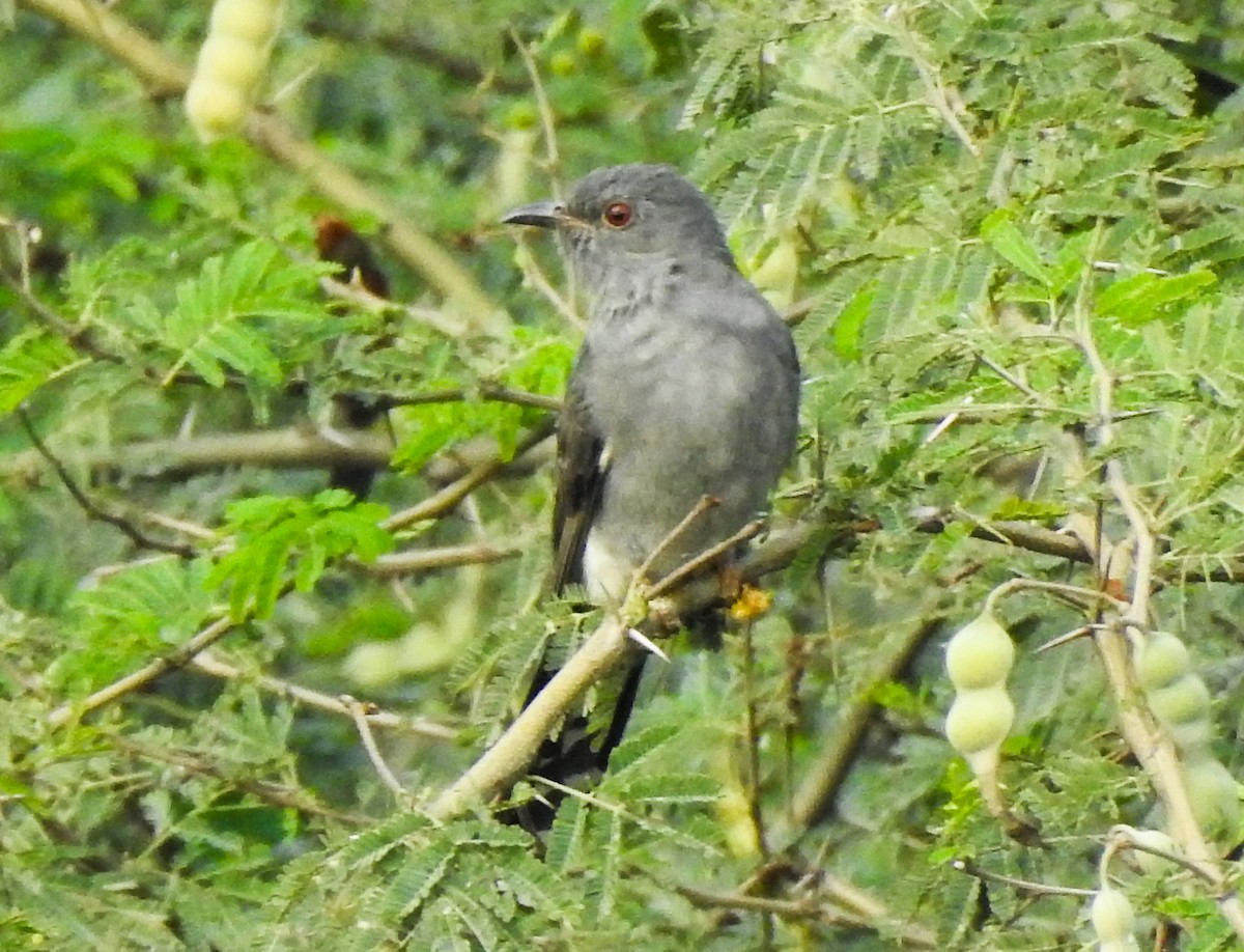 Coucou à tête grise - ML646043978