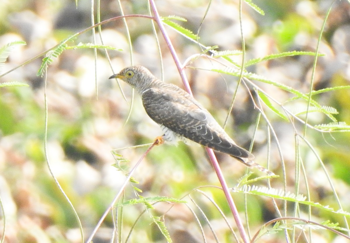 Common Cuckoo - ML646043987